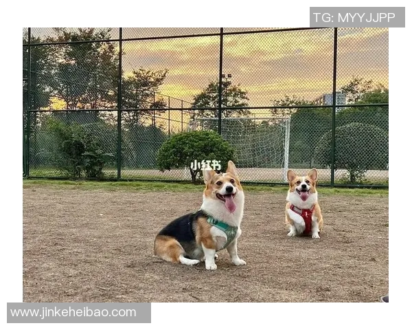 足球明星与他们可爱宠物的趣味名字揭秘与故事分享